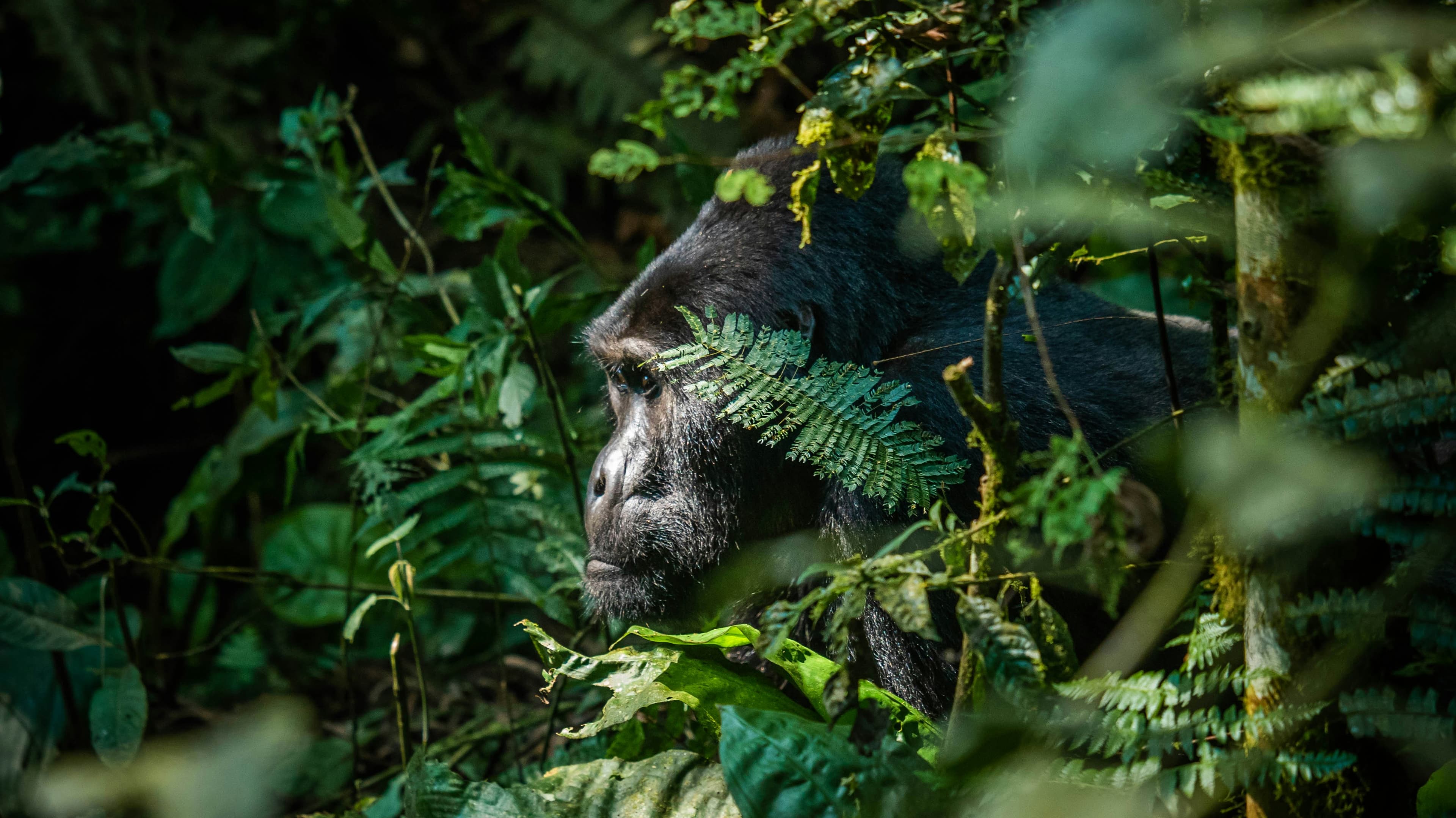 Makisala Safaris