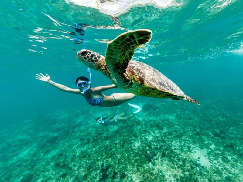 Swimming with Sea Turtles in Zanzibar