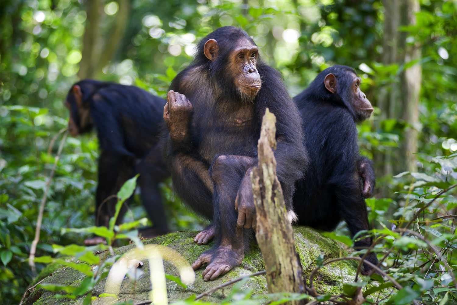  Gombe National Park Overview