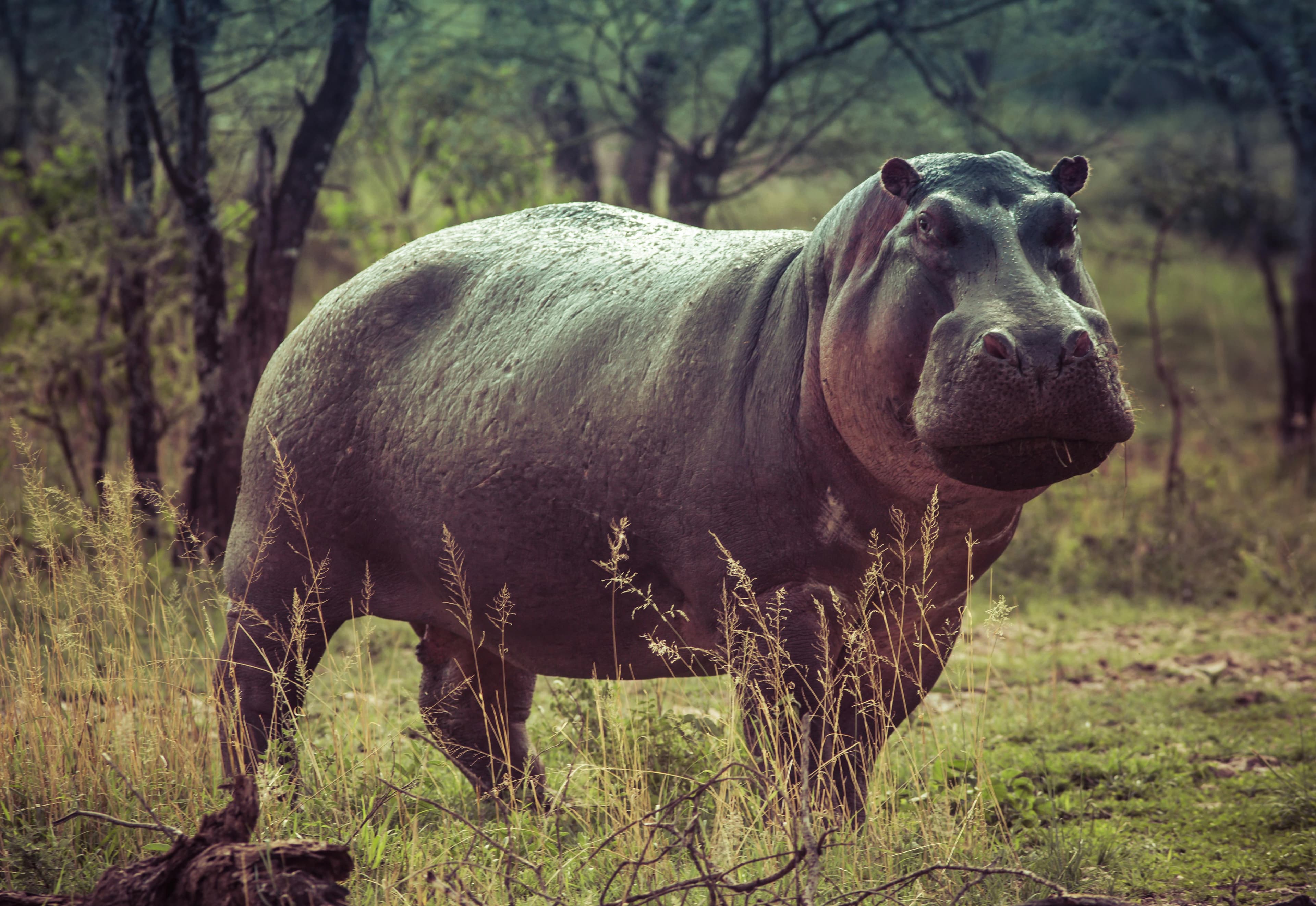 hippo in serengeti
