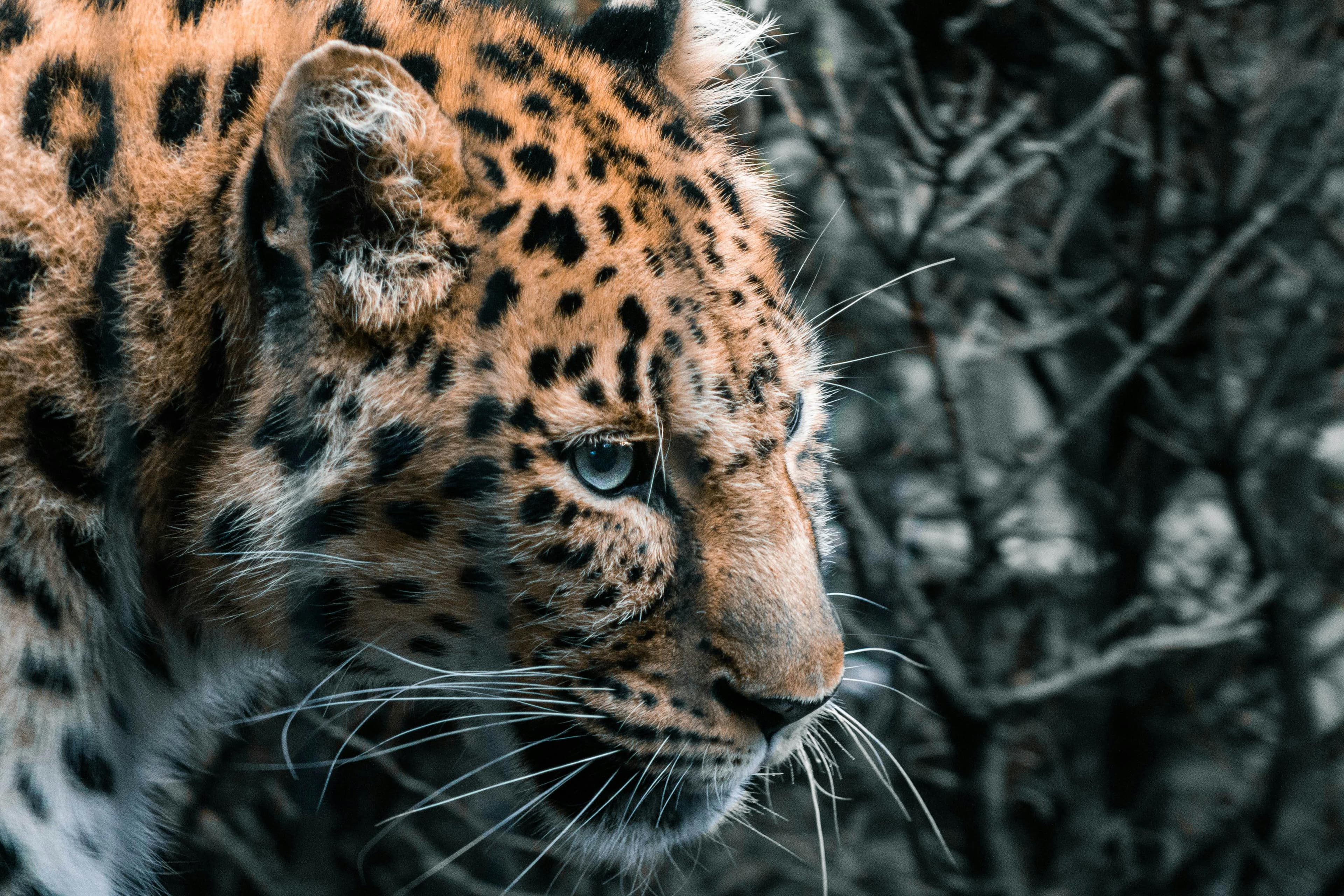 leopard in serengeti