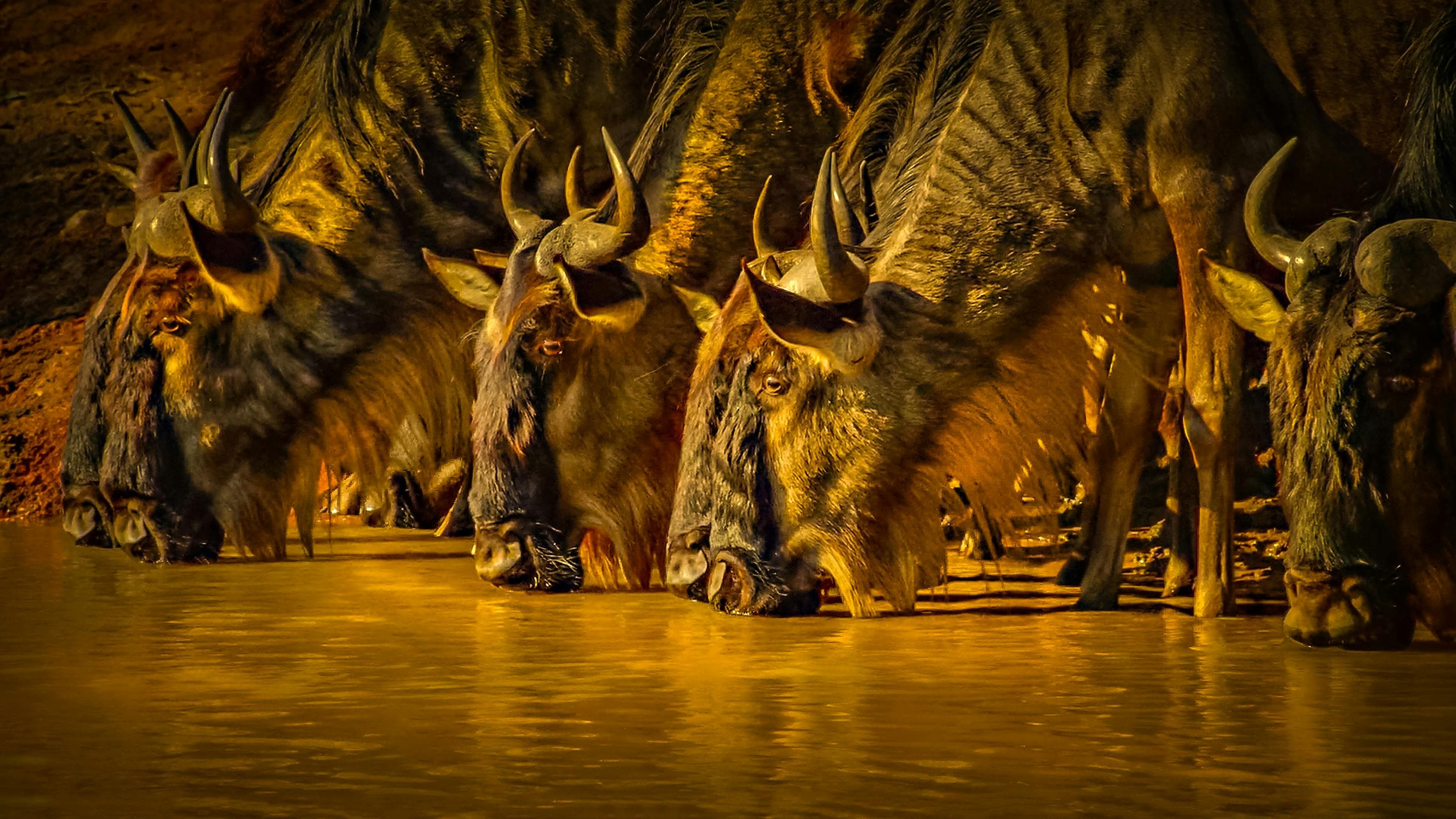 wildbeest in serengeti