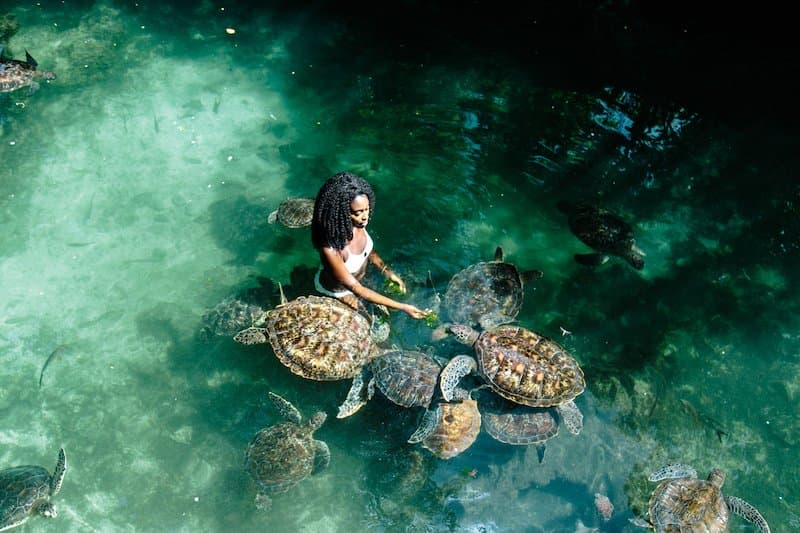 Zanzibar Wildlife: A Hidden Paradise of Exotic Creatures and Untouched Ecosystems