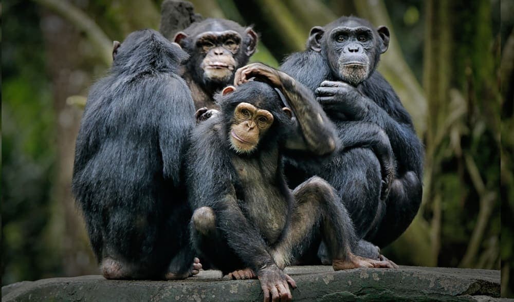 Nyungwe Forest Immersion