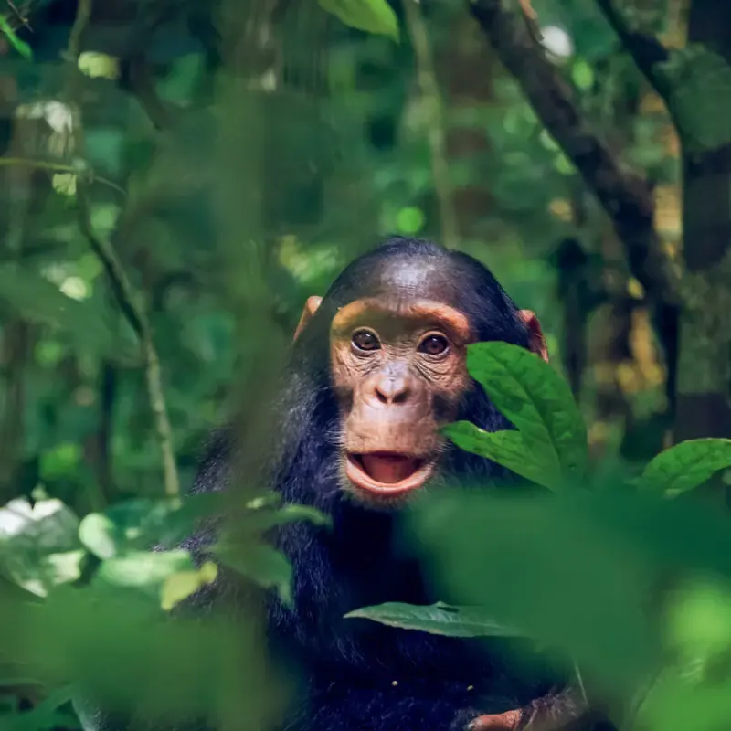 Kibale National Park