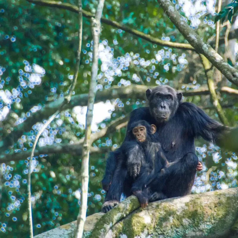 2-Day Chimp Trek