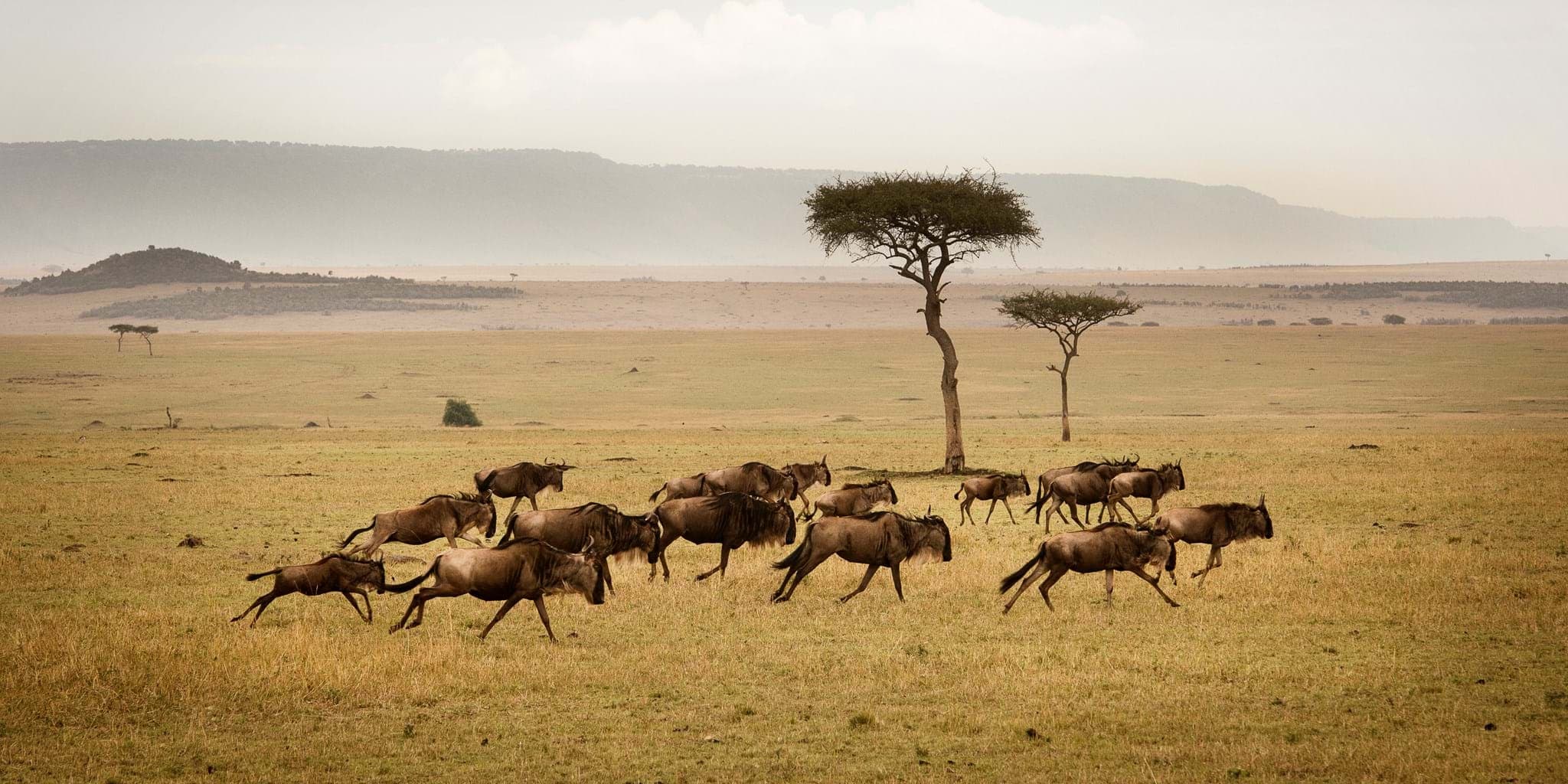 Makisala Safaris