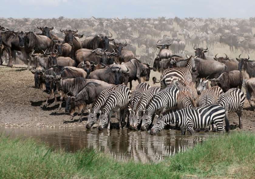 The Best Time to Visit Tanzania: A Month-by-Month Safari Guide