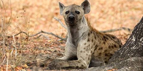2-Day Fly from Zanzibar to Luxury Lodge to Bush Safari