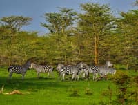 Selous Impala Camp
