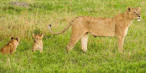 4-Day Serengeti & Ngorongoro, Fly-in from Zanzibar