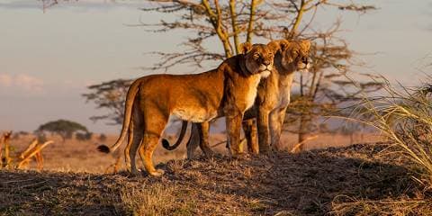4-Day Safari in Serengeti, Ngorongoro and Tarangrire NP