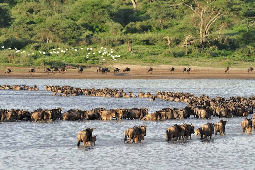 3-Day Wildebeest Migration from December to February