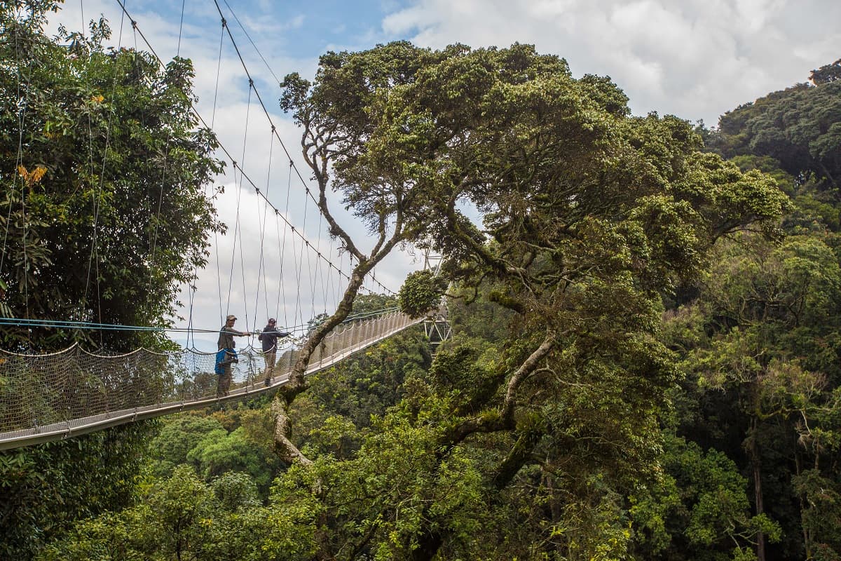 Nyungwe National Park Overview