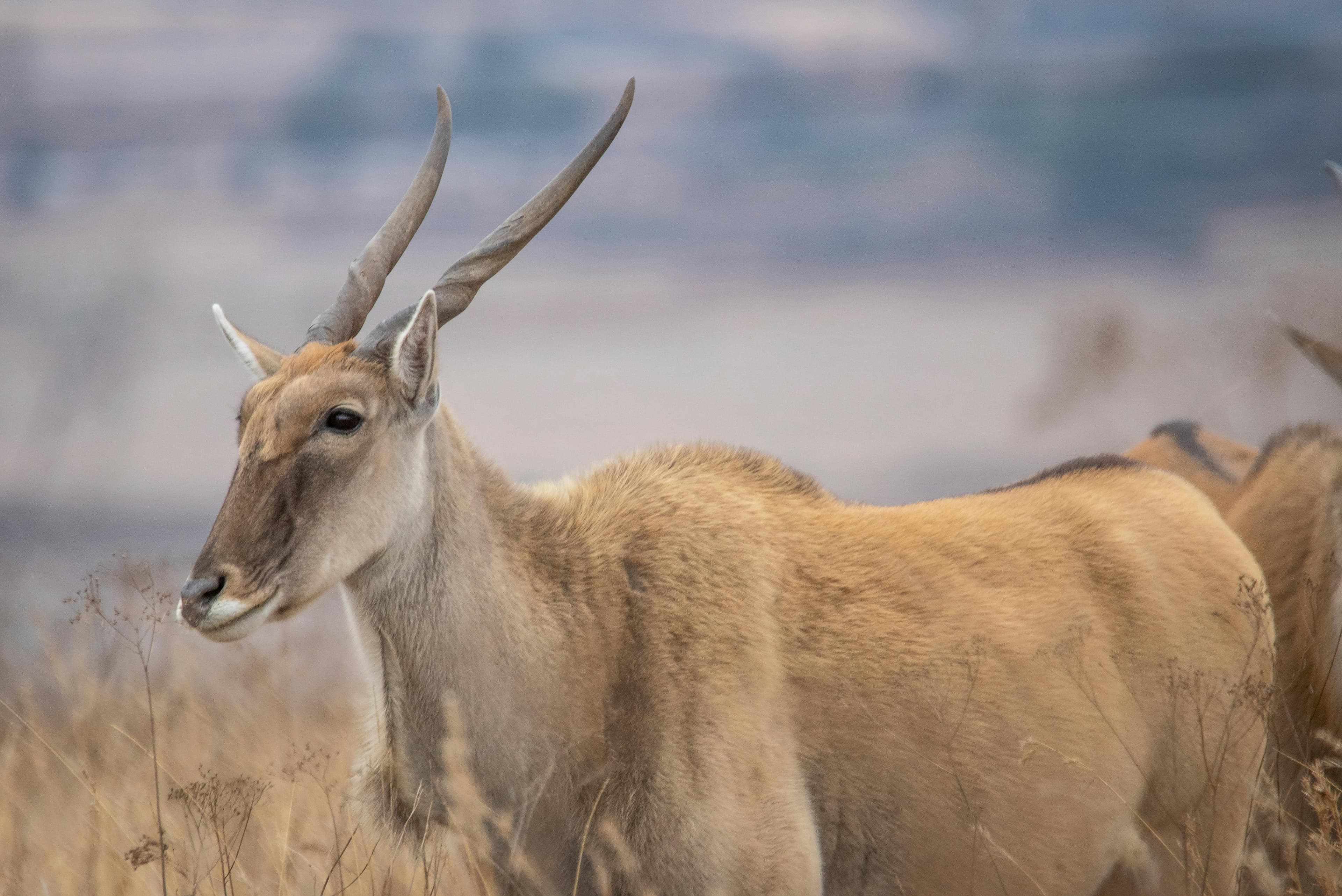 eland in akagera