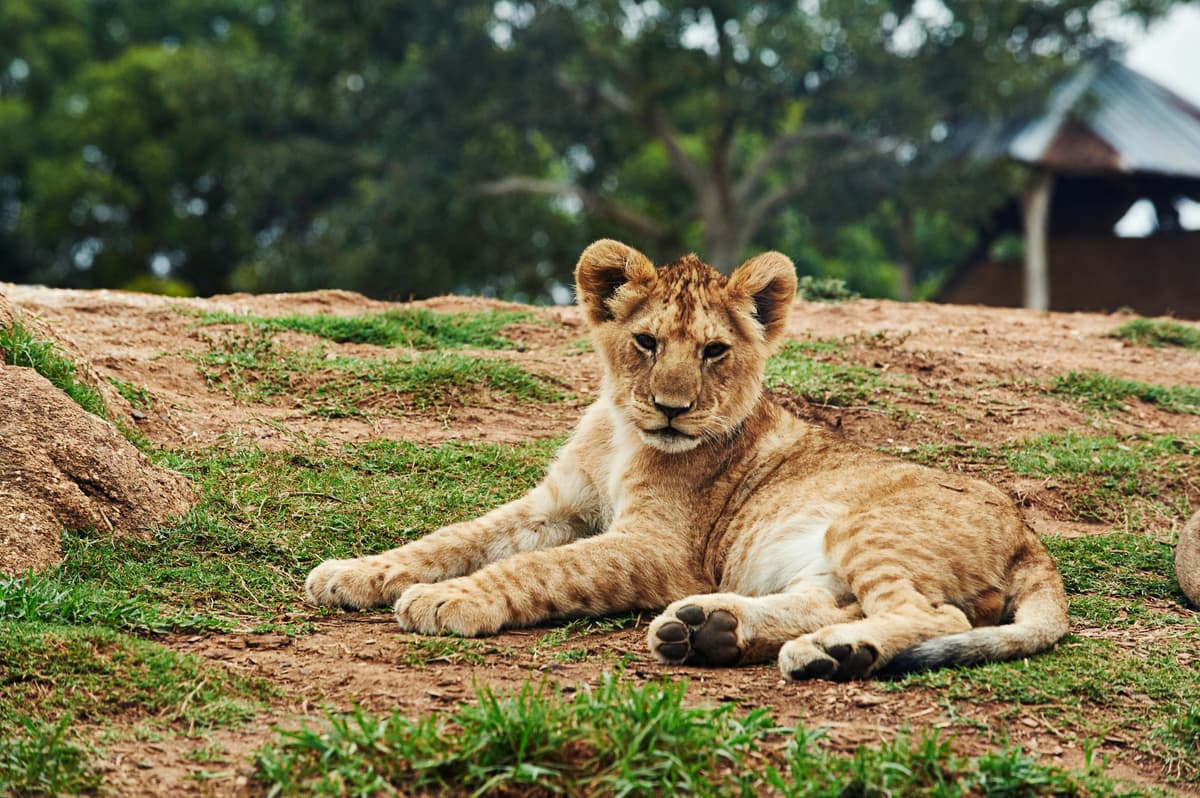 Lions with safari vehicle in background
