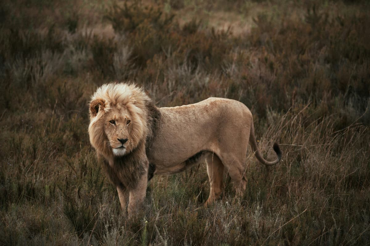 Lions in their natural habitat