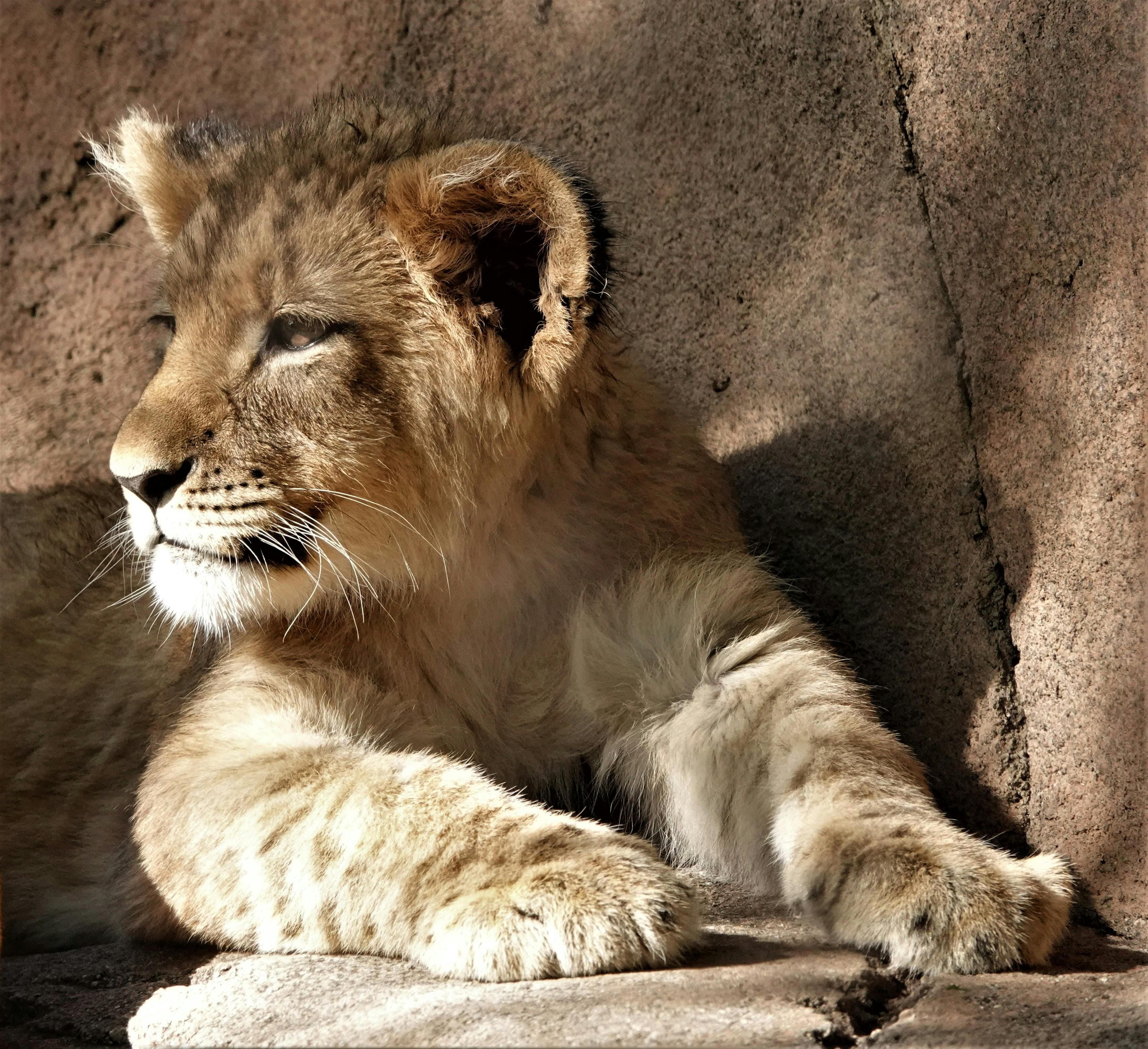 lion in akagera