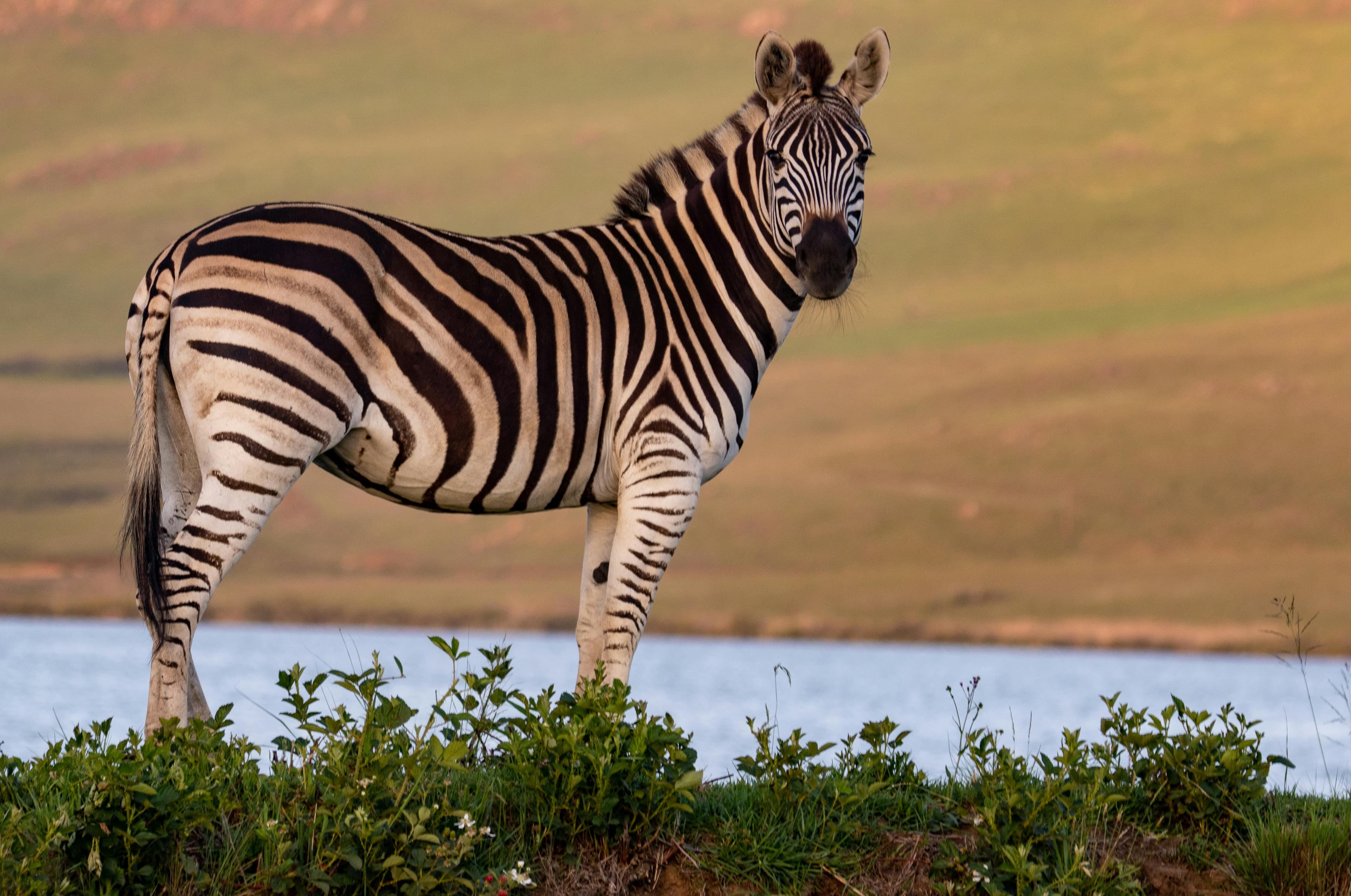 zebra in serengeti