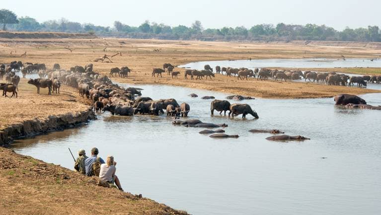 buffalo in serengeti