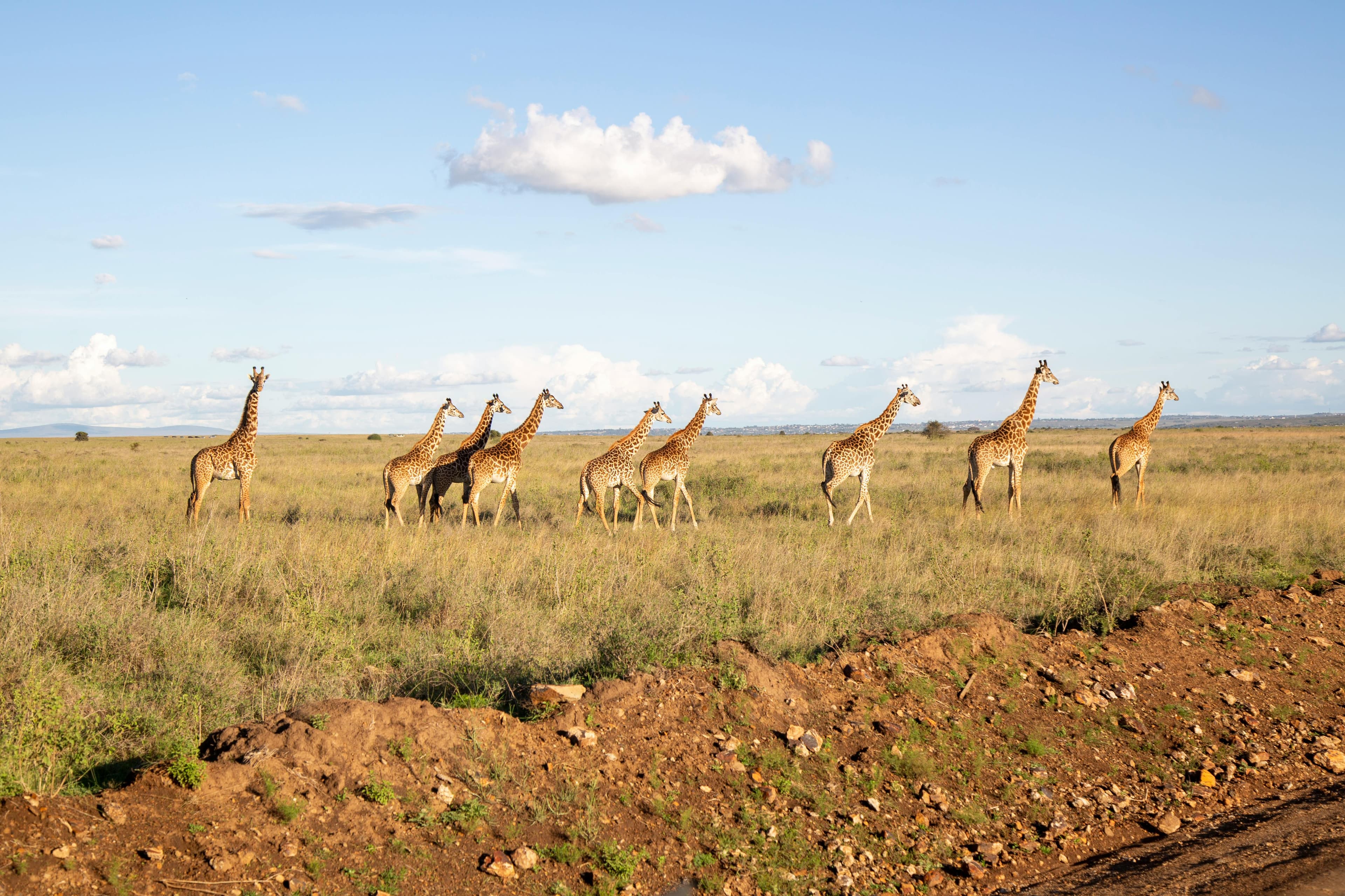 giraffe in akagera