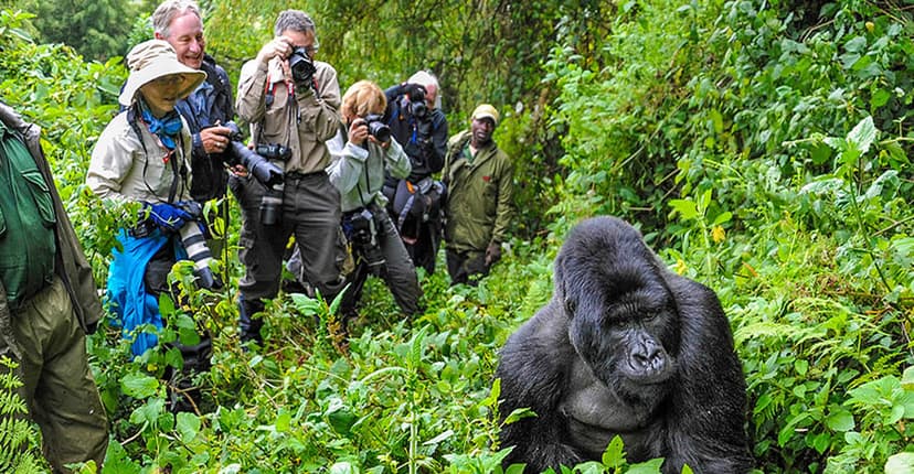 2-Day Gorilla Trekking in Volcanoes National Park